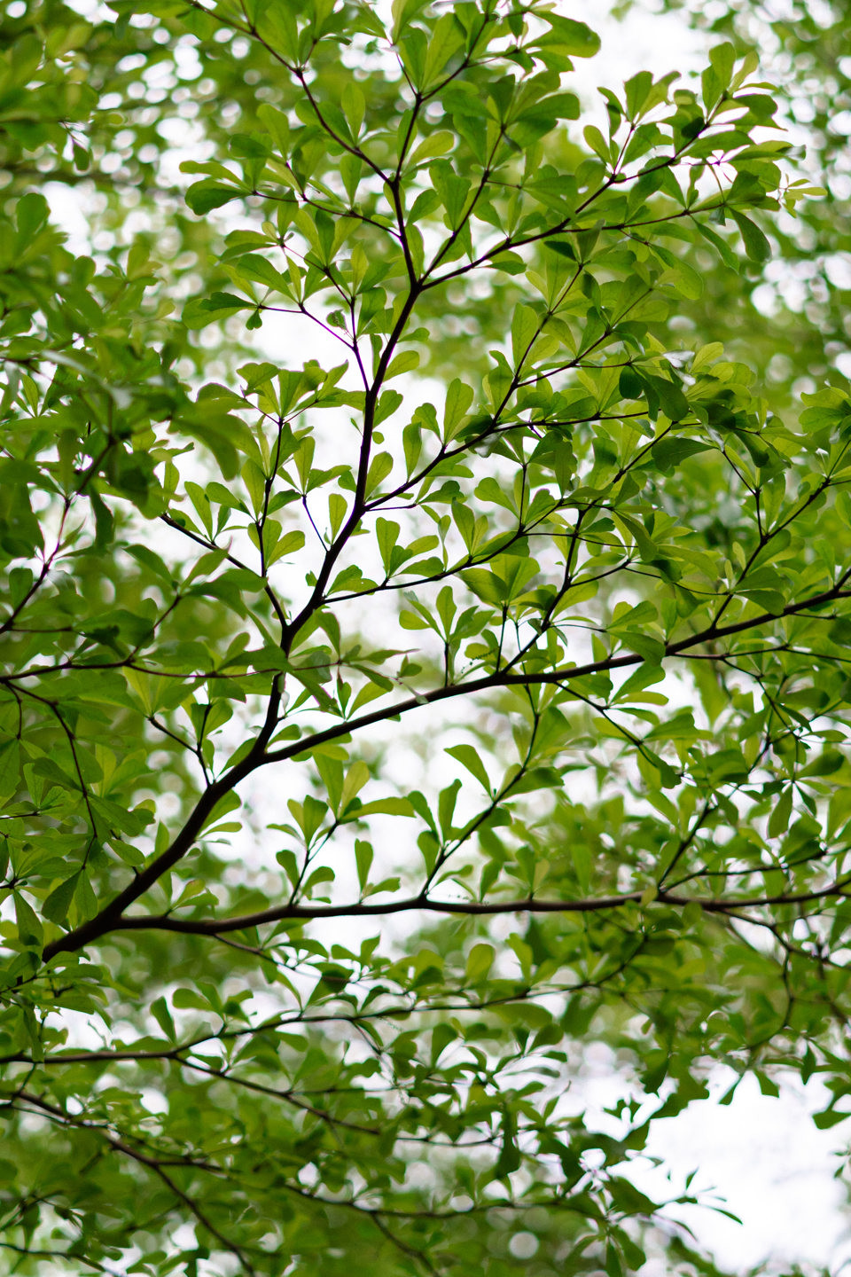 Những cây bàng lá nhỏ tại đây đang đâm chồi, lá xanh mơn mởn.