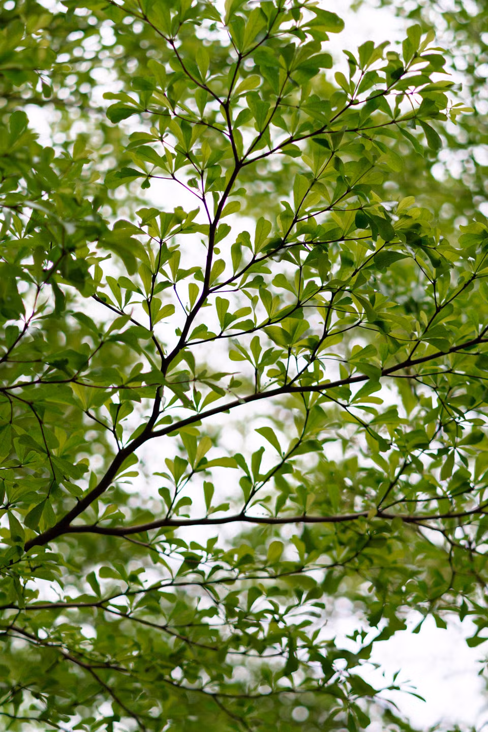 Những cây bàng lá nhỏ tại đây đang đâm chồi, lá xanh mơn mởn.