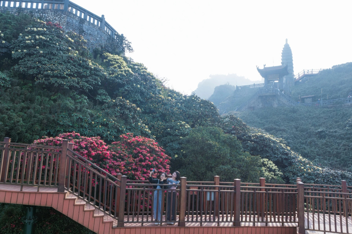 Các cung đường lên đỉnh Fansipan mùa này như được khoác lên mình chiếc áo mới, mềm mại uốn quanh các dãy núi với hàng nghìn bông hoa đỗ quyên nở rộ hai bên đường.