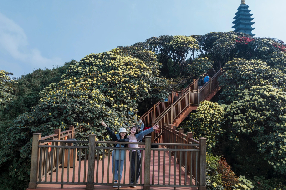 Ngợp tầm mắt trên đỉnh Fansipan: Đỗ quyên tập trung nhiều nhất từ độ cao gần 2.000 m lên tới tận đỉnh Fansipan - ngọn núi cao nhất Việt Nam.