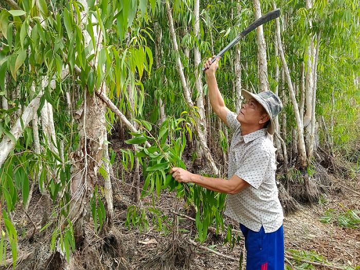 Mot nong dan Ca Mau thanh ty phu nho trong cay nay