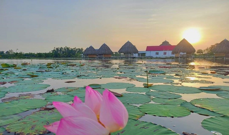 Check in diem ngam sen tuyet dep o Dong Thap dip nghi le-Hinh-3
