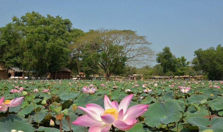 Check in diem ngam sen tuyet dep o Dong Thap dip nghi le-Hinh-9