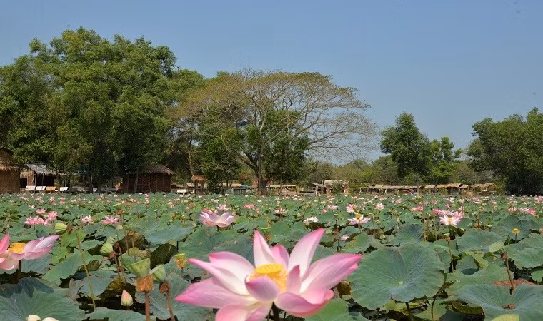 Check in diem ngam sen tuyet dep o Dong Thap dip nghi le-Hinh-9