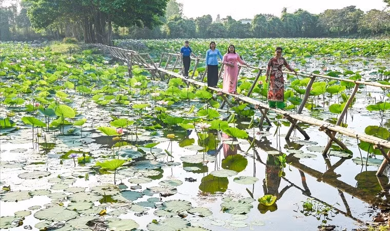 Check in diem ngam sen tuyet dep o Dong Thap dip nghi le-Hinh-10
