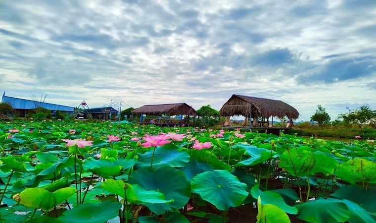 Check in diem ngam sen tuyet dep o Dong Thap dip nghi le-Hinh-5