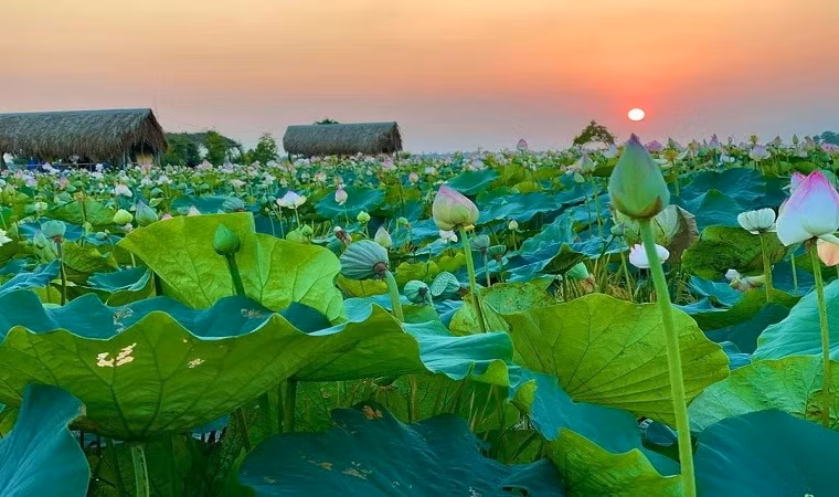 Check in diem ngam sen tuyet dep o Dong Thap dip nghi le-Hinh-8