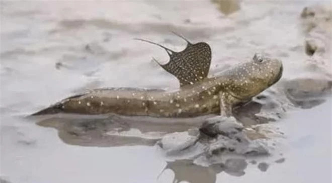 Ca thoi loi phai ngoi len song tren bo, dieu gi da xay ra?-Hinh-4