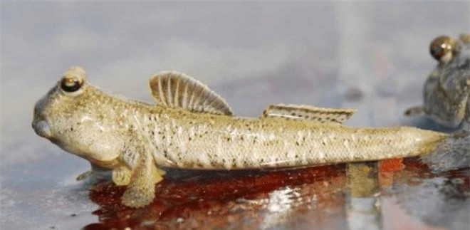 Ca thoi loi phai ngoi len song tren bo, dieu gi da xay ra?-Hinh-2