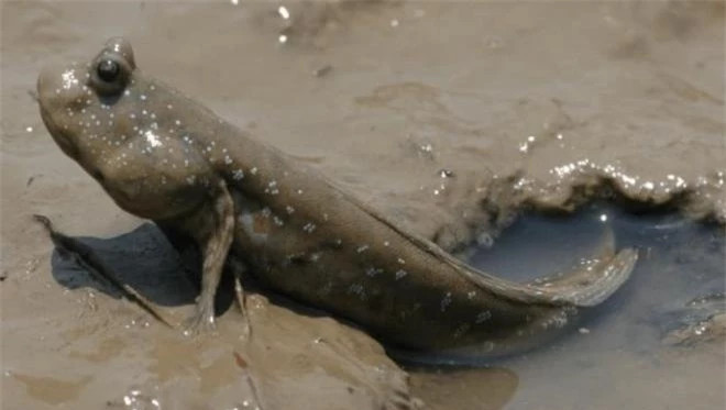 Ca thoi loi phai ngoi len song tren bo, dieu gi da xay ra?