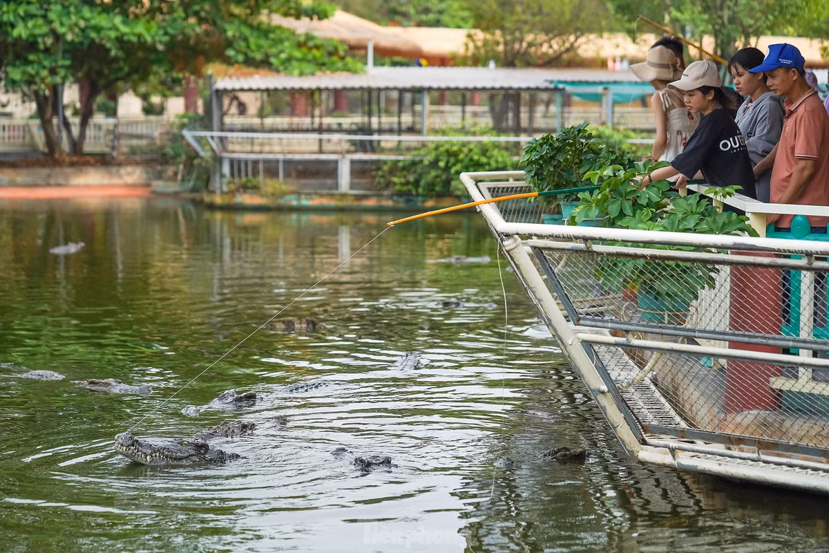 br/> Trải nghiệm câu cá sấu thu hút nhiều du khách. Câu cá sấu không có thành quả như câu các loại cá khác. Tuy nhiên, cảm giác kích thích mà chúng mang lại rất thú vị.