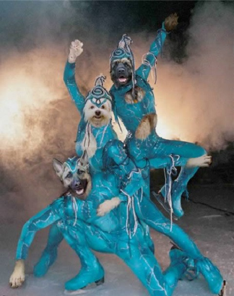 Những "vận động viên" trên sân băng.