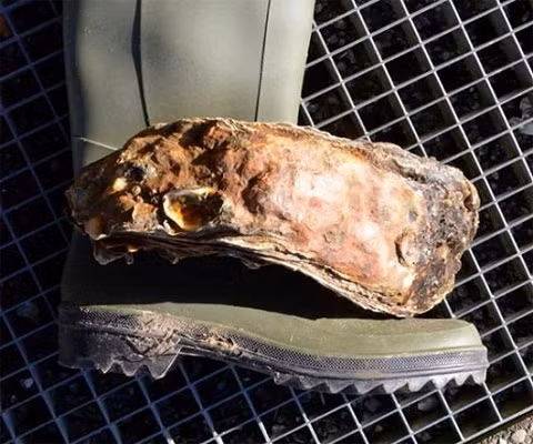 Con hàu to gần bằng đôi giày cõ 44 (tiêu chuẩn Châu Âu)