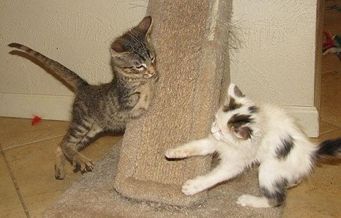 Đáng tiếc là Mercury không thể lắp chân giả vì cần ít nhất 40% phần chân còn lại. Tuy nhiên, người ta có thể lắp cho nó một chiếc khung có bánh xe để di chuyển khi Mercury trưởng thành.