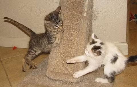 Đáng tiếc là Mercury không thể lắp chân giả vì cần ít nhất 40% phần chân còn lại. Tuy nhiên, người ta có thể lắp cho nó một chiếc khung có bánh xe để di chuyển khi Mercury trưởng thành.