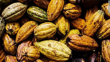 Cacao được coi là thần dược, hay còn gọi là "thực phẩm của các vị thần".
