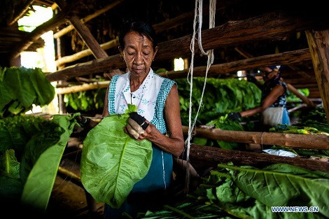 Quy trình sấy khô thuốc lá thu hoạch.