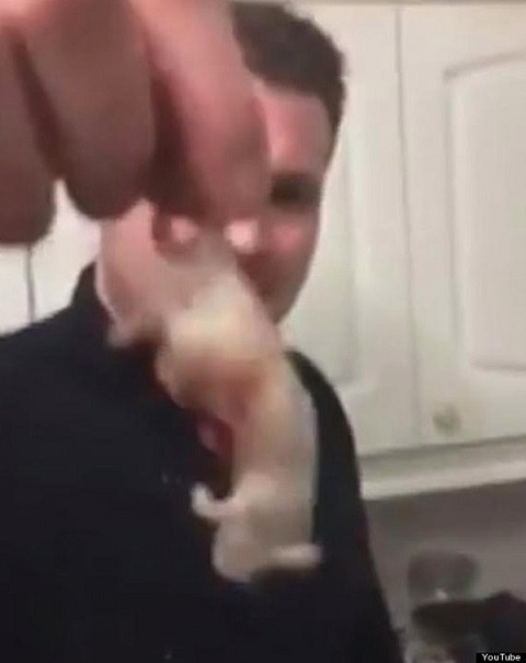 Ngoài cá vàng, nhiều người chơi còn "pha" những thứ kinh dị khác vào đồ uống của mình. Aaron Johnson đã chế biến một ly cocktail cùng 4 con chuột, châu chấu, ấu trùng, một con nhện trộn cùng với rượu vodka, sữa, bia nhẹ.