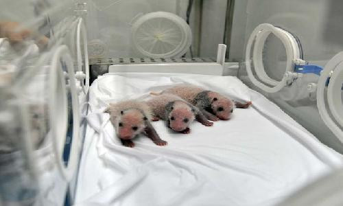 Ba chú gấu trúc sinh ba vừa chào đời cuối tháng 7. Ảnh: AP