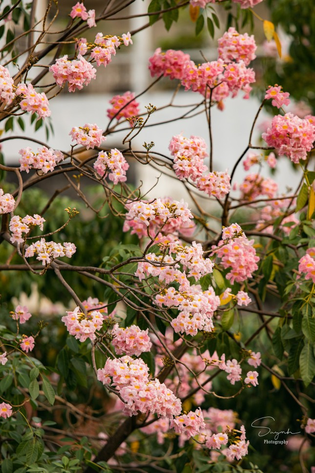 Chiem nguong nhung cung duong hoa ken hong no ruc ro o TP HCM-Hinh-2