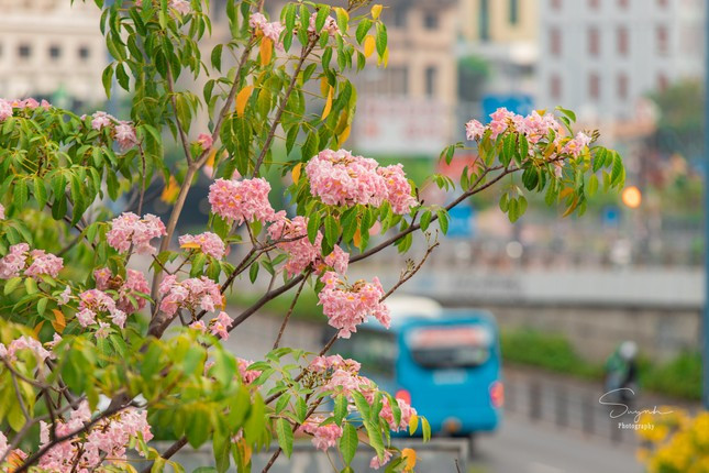 Chiem nguong nhung cung duong hoa ken hong no ruc ro o TP HCM