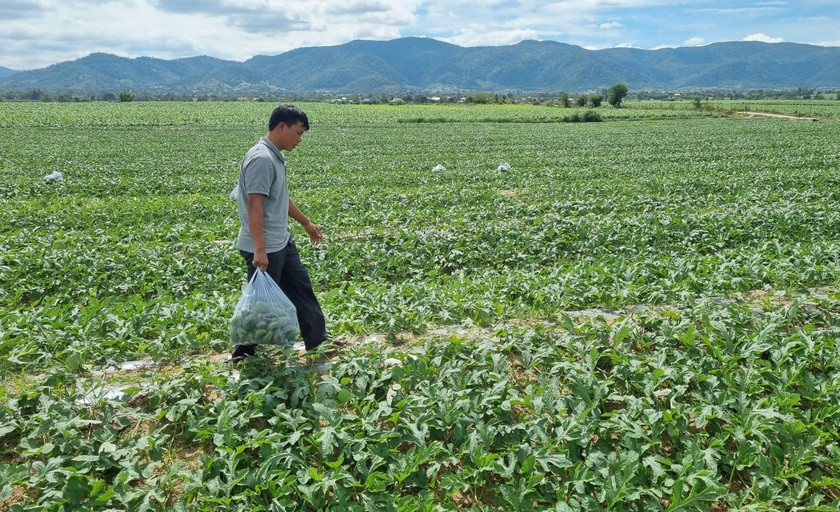 Chuyện lạ ở Gia Lai, dưa hấu non bỏ đi, ai ngờ bán tiền triệu - Hình 2 Chuyen la o Gia Lai, dua hau non bo di, ai ngo ban tien trieu-Hinh-2