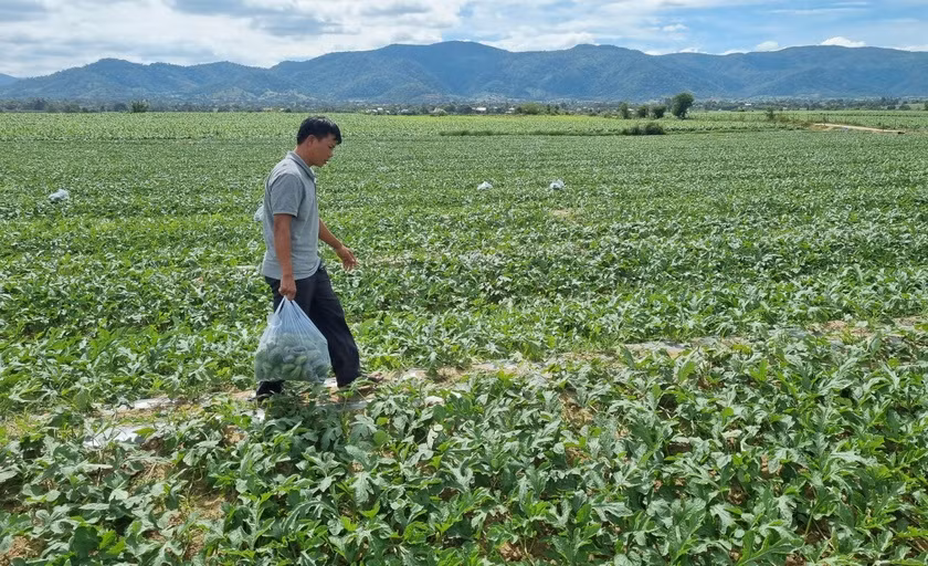 Chuyen la o Gia Lai, dua hau non bo di, ai ngo ban tien trieu-Hinh-2