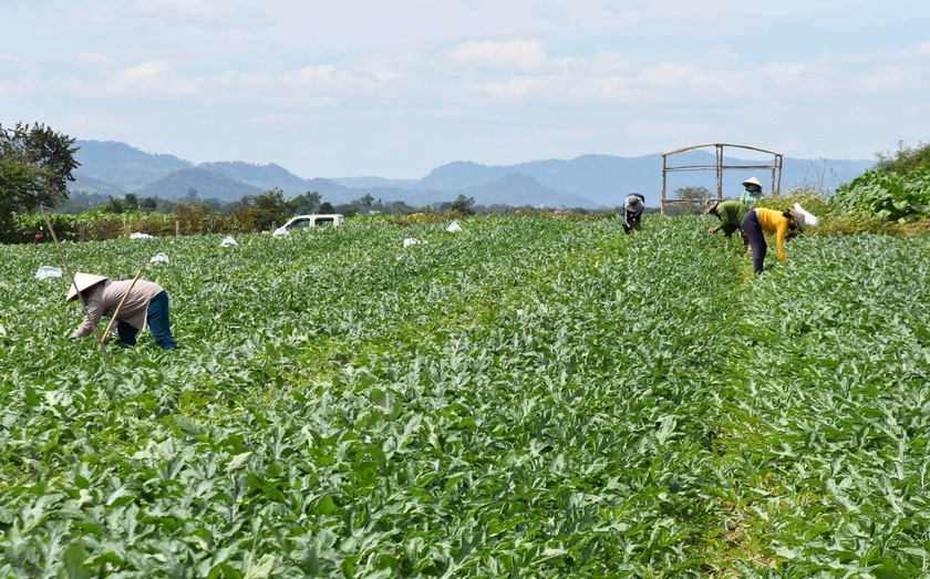 Chuyện lạ ở Gia Lai, dưa hấu non bỏ đi, ai ngờ bán tiền triệu Chuyen la o Gia Lai, dua hau non bo di, ai ngo ban tien trieu