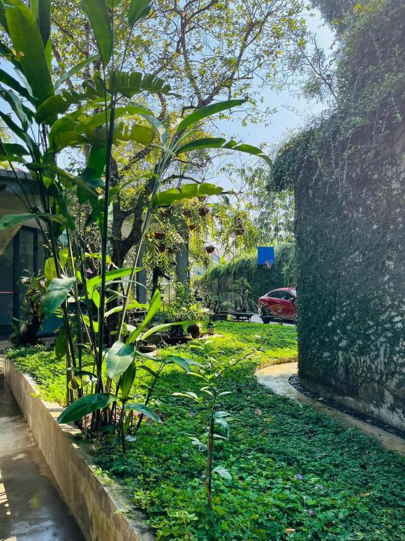 Ngoi nha ngap tran khong gian xanh nhu rung nhiet doi o Nghe An-Hinh-5