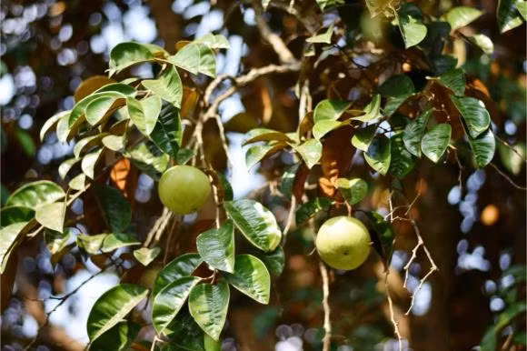 Loai qua xuat khau tren the gioi, co ham luong sat gap 4 lan tao-Hinh-4