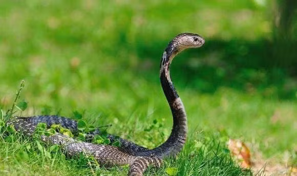 Vi sao noi ran khong dam den cho nguoi nuoi ngong?-Hinh-2