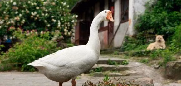 Vi sao noi ran khong dam den cho nguoi nuoi ngong?
