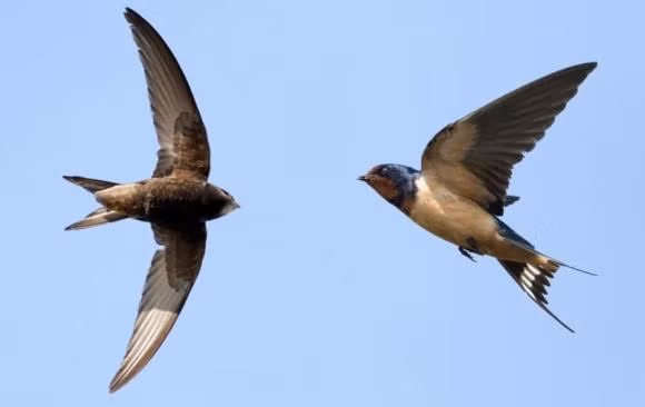 Chim yen co the bay lien tuc, chung an uong va giao phoi ra sao?