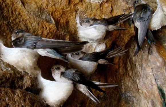 Chim yen co the bay lien tuc, chung an uong va giao phoi ra sao?-Hinh-4