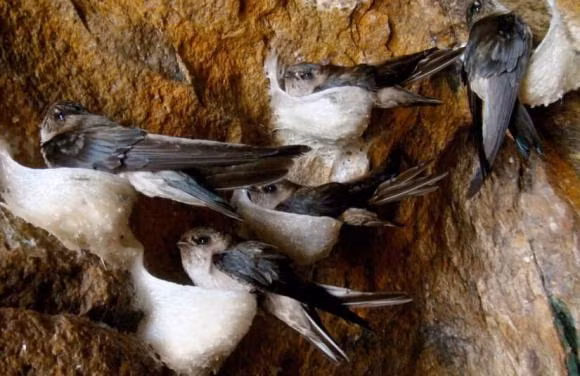 Chim yen co the bay lien tuc, chung an uong va giao phoi ra sao?-Hinh-4