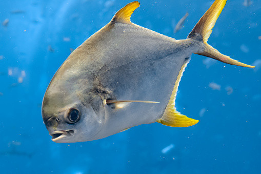Loai ca dung dau trong “tu quy ngu”, giau dinh duong, tri mat ngu