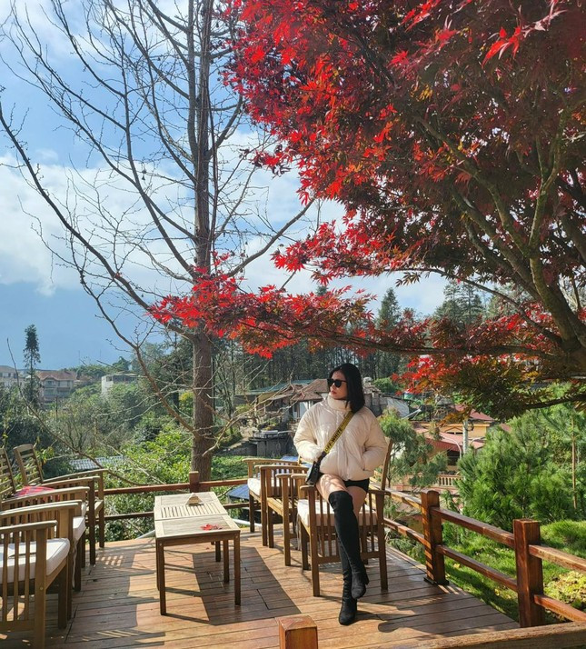 Nhiều bạn trẻ nô nức đến check-in cùng cây phong lá đỏ trăm tuổi tại Sa Pa.