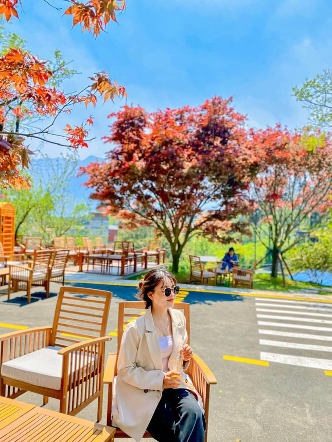 Cây phong lá đỏ nổi bật giữa đất trời Sa Pa.