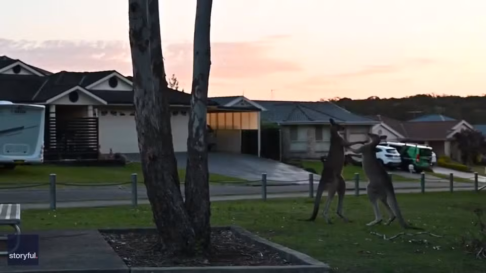 Video: Hai con Kangaroo danh nhau kich tinh nhu tran dau quyen Anh