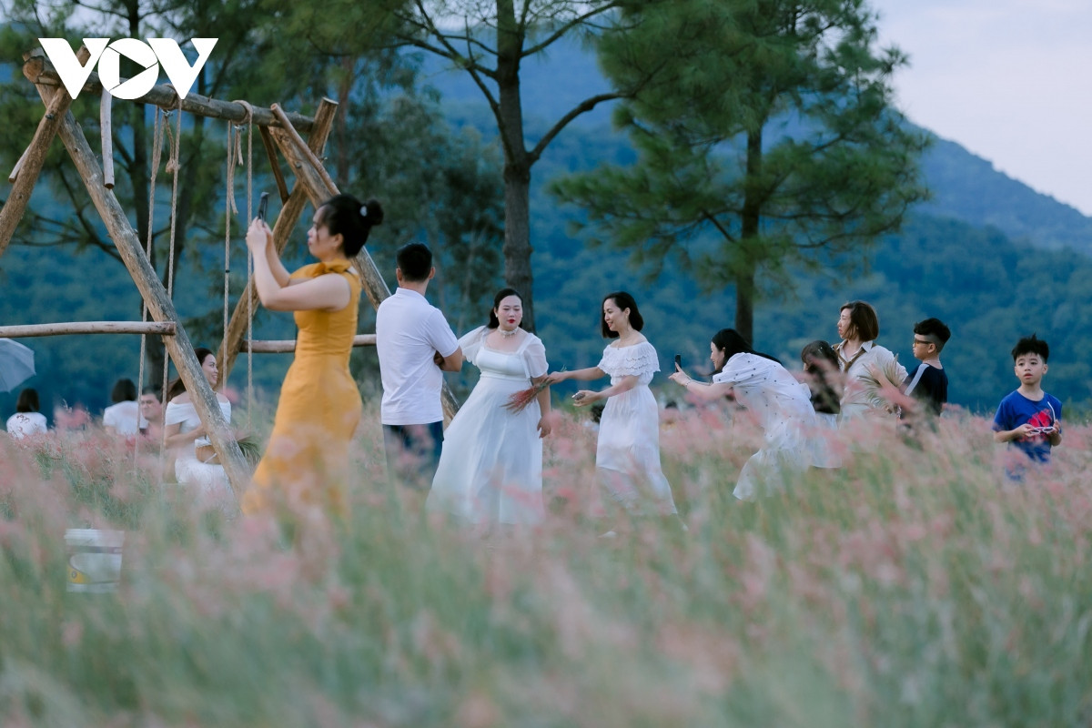 Giống cỏ này sau đó được lai tạo với cỏ bản địa nên có đặc tính khoẻ mạnh, chịu hạn tốt... phù hợp với khí hậu ở Chí Linh.