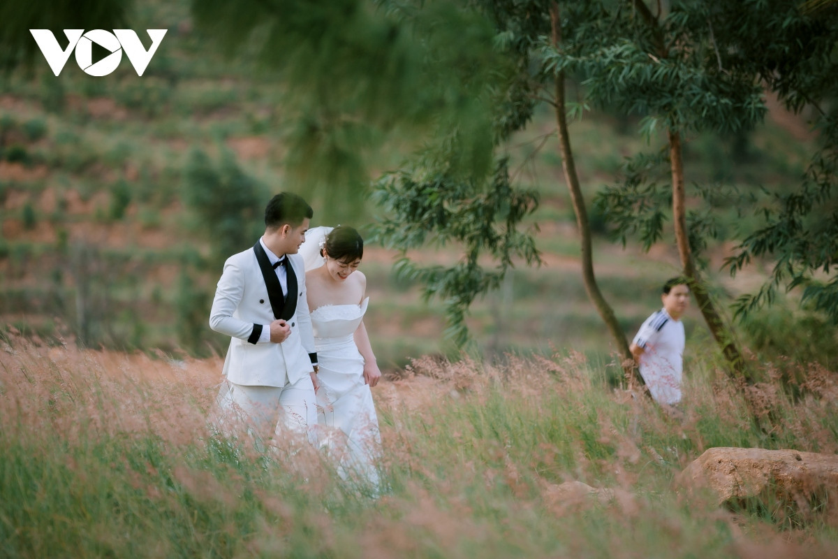 Đồi cỏ phát triển tốt, khi ra bông, hoa cỏ lại có màu phớt hồng rất đẹp đã thu hút rất nhiều du khách ở khắp nơi tìm đến chụp ảnh.