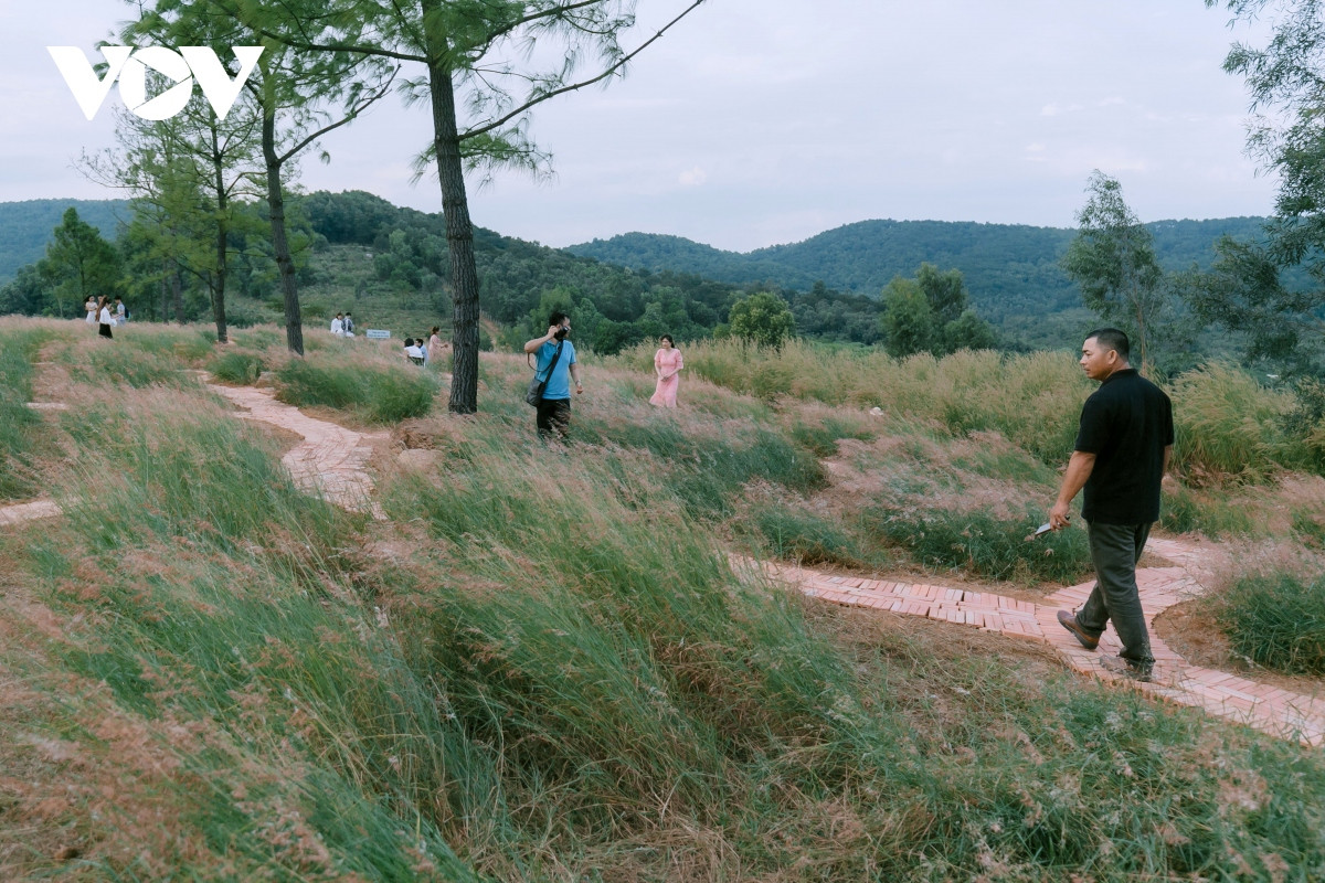 Ông Vũ Văn Quang – người quản lý, phụ trách thi công đồi cỏ hồng cho biết, giống cỏ này được nhập từ Australia về trồng thử nghiệm trong Đà Lạt. Trồng thành công, gia đình đã mang giống cỏ này ra trồng ở Chí Linh nhưng do khí hậu không phù hợp nên cỏ kém phát triển.