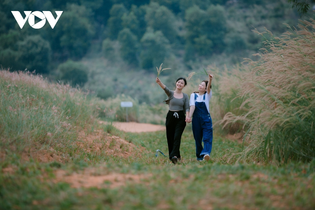 Theo ước tính của chủ ngọn đồi, từ trung tuần tháng 10 đến nay đồi cỏ hồng đã thu hút gần 5.000 khách tới đây tham quan và chụp ảnh. Hiện tại, giá vé vào đồi cỏ là 30.000đ/người, thời điểm cỏ còn đẹp có thể kéo dài đến hết tháng 12, trước khi cắt bỏ và trồng đợt mới.