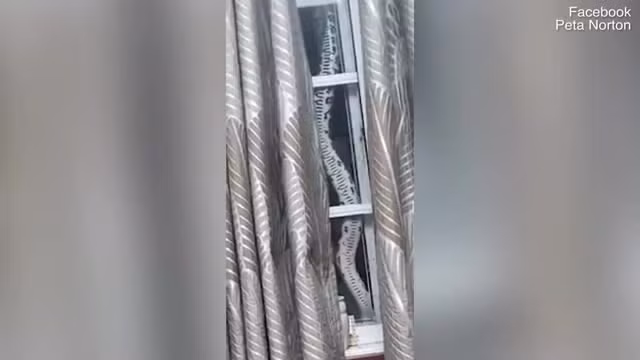 Video: Dang dung bua, 2 vo chong phat hien canh dang so