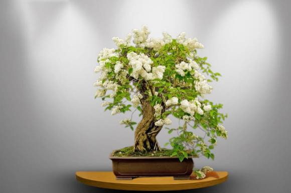 Loai cay hop ca 5 menh, nha giau dua nhau trong-Hinh-3