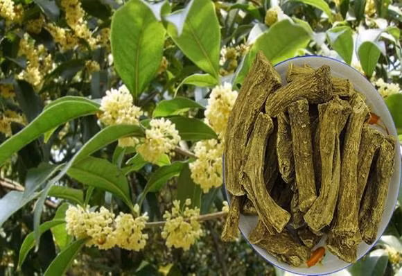 Loai cay hop ca 5 menh, nha giau dua nhau trong-Hinh-2