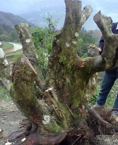 Dai gia Viet “vung” tien choi Tet the nao?