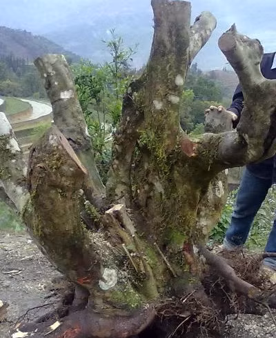 Dai gia Viet “vung” tien choi Tet the nao?