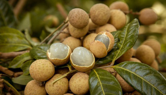 Cach chon nhan chinh vu ngon ngot, day cui, khong ngam hoa chat