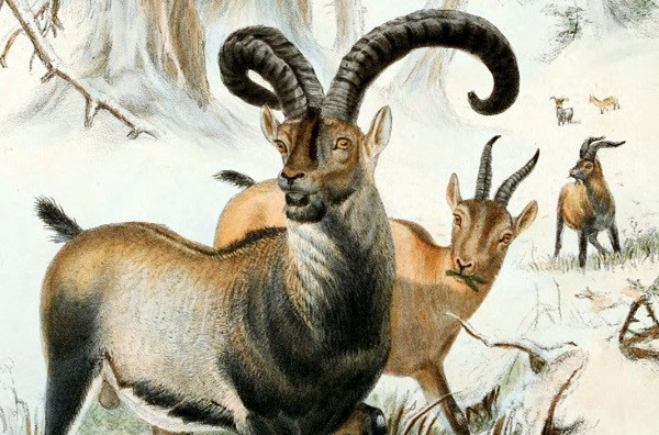 3 con giap mieng luon keu 'thung vi' nhung van 'vung tay qua tran'-Hinh-3